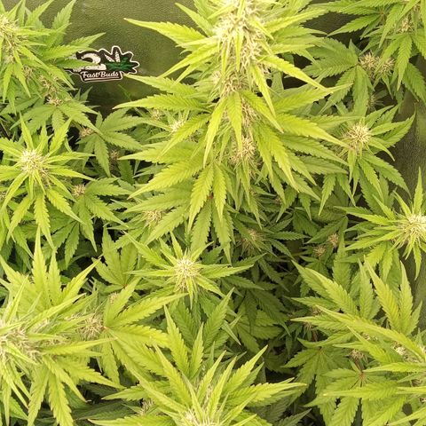 Banana Purple Punch Automatik #1 Hinten Rechts  growlog timeline photo