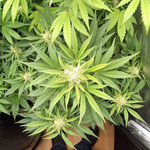 Banana purple punch vorne rechts  growlog timeline photo
