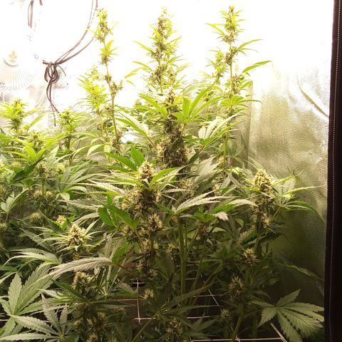 Banana purple punch vorne rechts  growlog timeline photo