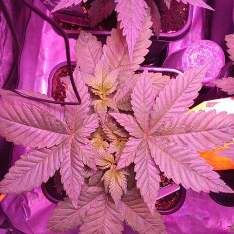 Special Queen #1 growlog timeline photo