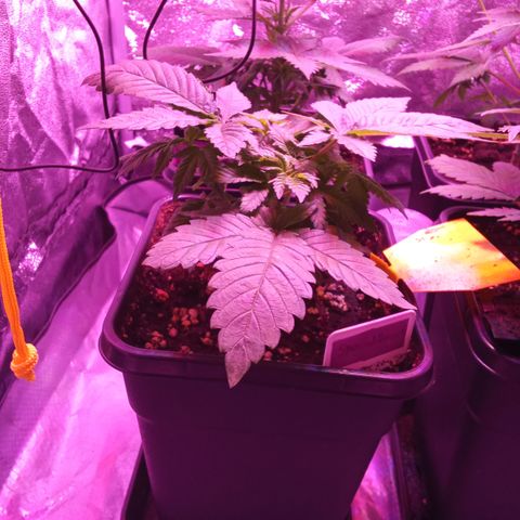 Special Queen #1 growlog timeline photo