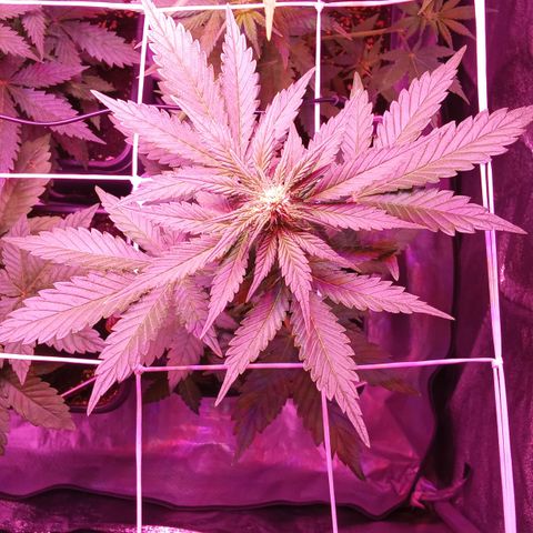 ???? growlog timeline photo