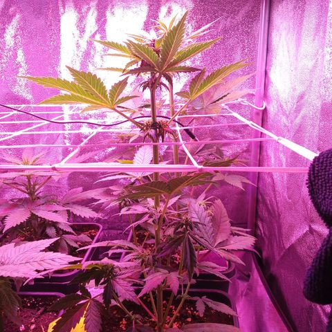 ???? growlog timeline photo