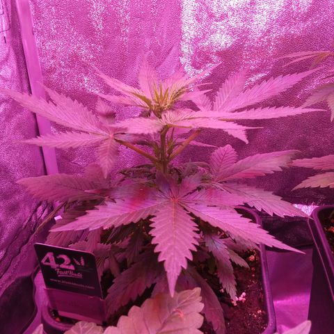 Gorilla Punch Automatik  growlog timeline photo