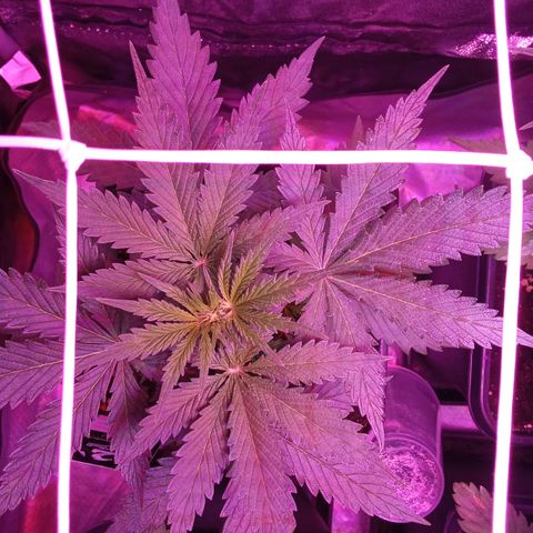 Gorilla Punch Automatik  growlog timeline photo