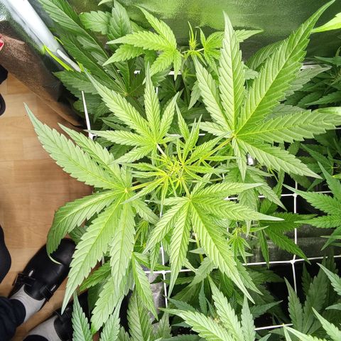 Zkittlez Automatic  growlog timeline photo
