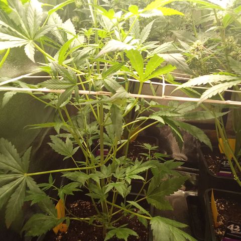 Zkittlez Automatic  growlog timeline photo