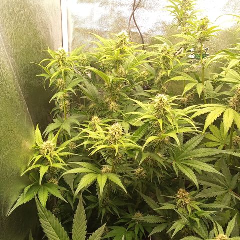 Banana purple punch hinten links  growlog timeline photo
