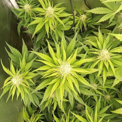 Banana purple punch hinten links  growlog timeline photo