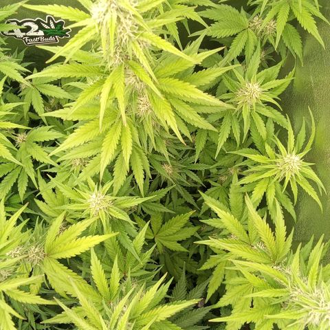 Banana Purple Punch Automatik #1 Hinten Rechts  growlog timeline photo