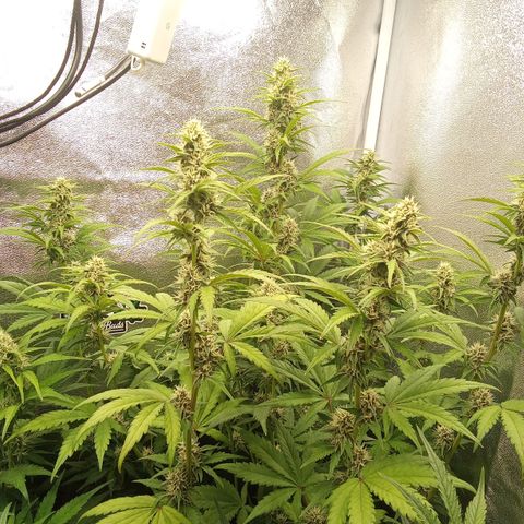 Banana Purple Punch Automatik #1 Hinten Rechts  growlog timeline photo