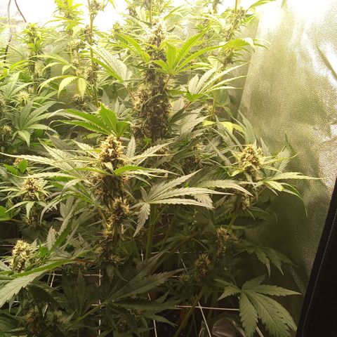 Banana purple punch vorne rechts  growlog timeline photo