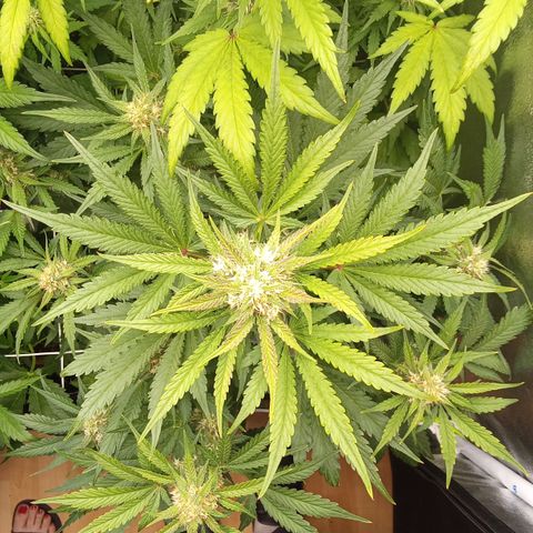 Banana purple punch vorne rechts  growlog timeline photo