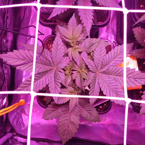 Special Queen #1 growlog timeline photo