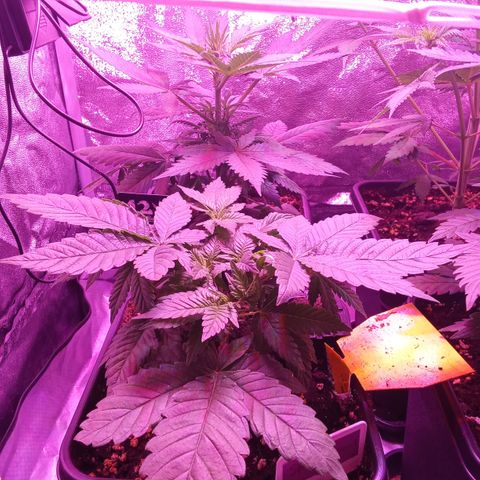 Special Queen #1 growlog timeline photo