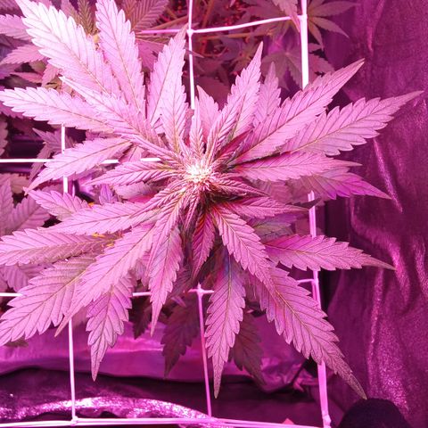 ???? growlog timeline photo