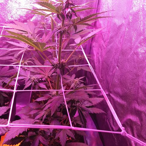 ???? growlog timeline photo