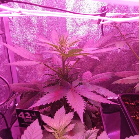 Gorilla Punch Automatik  growlog timeline photo
