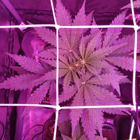 Gorilla Punch Automatik  growlog timeline photo