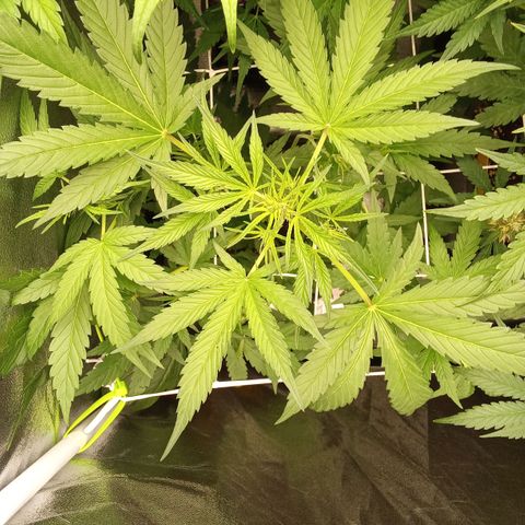 Zkittlez Automatic  growlog timeline photo