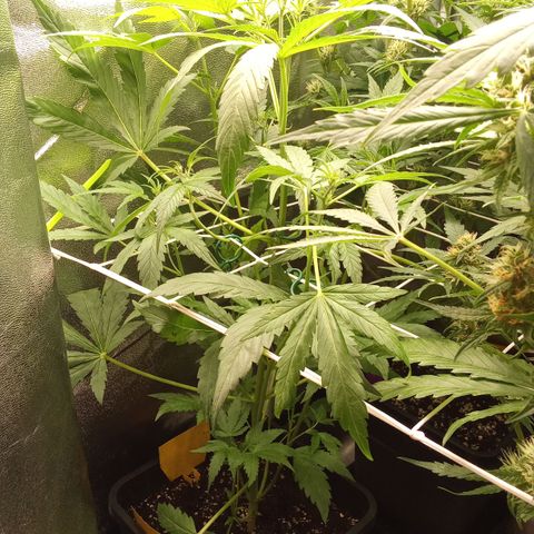 Zkittlez Automatic  growlog timeline photo