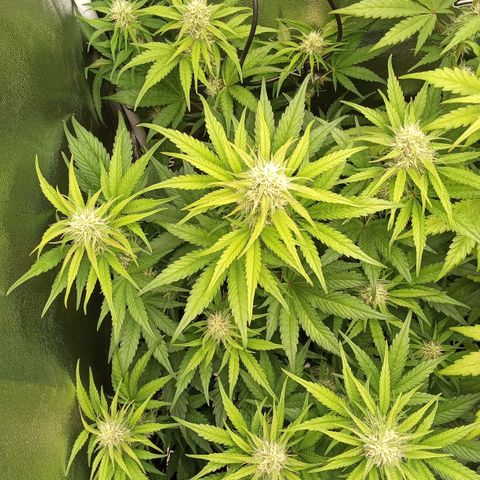 Banana purple punch hinten links  growlog timeline photo