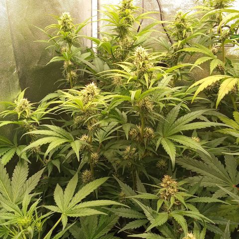 Banana purple punch hinten links  growlog timeline photo