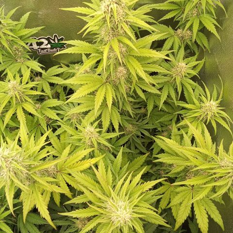 Banana Purple Punch Automatik #1 Hinten Rechts  growlog timeline photo