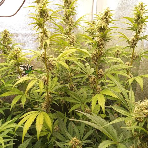 Banana Purple Punch Automatik #1 Hinten Rechts  growlog timeline photo