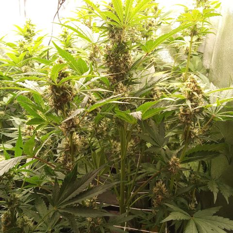 Banana purple punch vorne rechts  growlog timeline photo