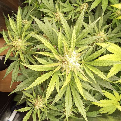 Banana purple punch vorne rechts  growlog timeline photo