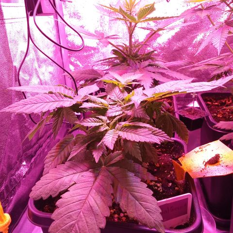 Special Queen #1 growlog timeline photo