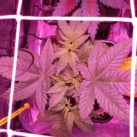 Special Queen #1 growlog timeline photo