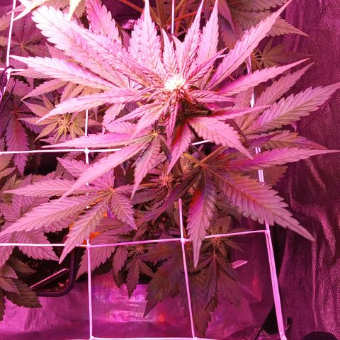 ???? growlog timeline photo