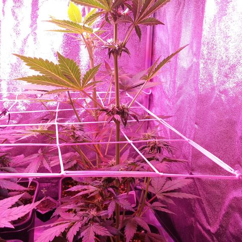 ???? growlog timeline photo