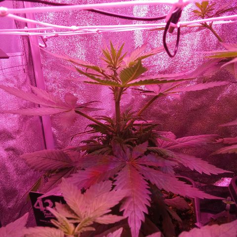 Gorilla Punch Automatik  growlog timeline photo