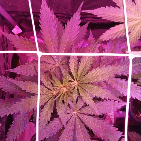 Gorilla Punch Automatik  growlog timeline photo