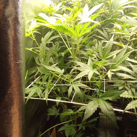 Zkittlez Automatic  growlog timeline photo