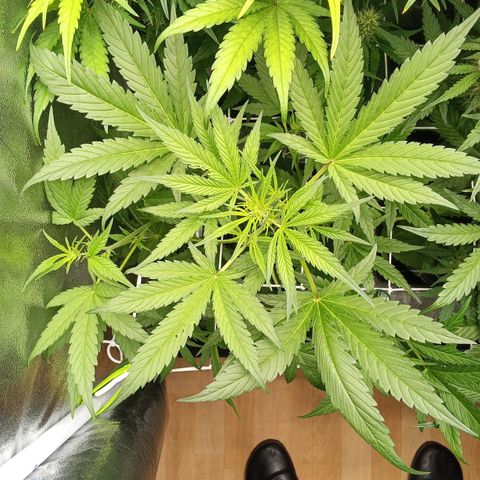 Zkittlez Automatic  growlog timeline photo