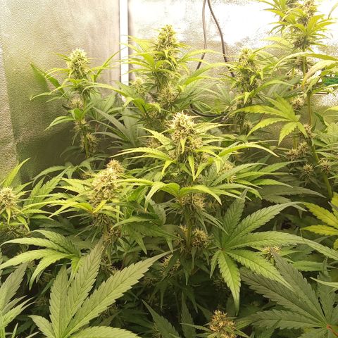 Banana purple punch hinten links  growlog timeline photo