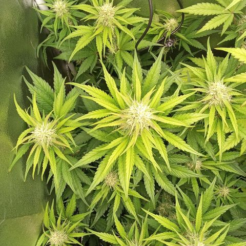 Banana purple punch hinten links  growlog timeline photo