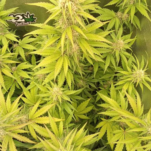 Banana Purple Punch Automatik #1 Hinten Rechts  growlog timeline photo