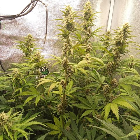 Banana Purple Punch Automatik #1 Hinten Rechts  growlog timeline photo