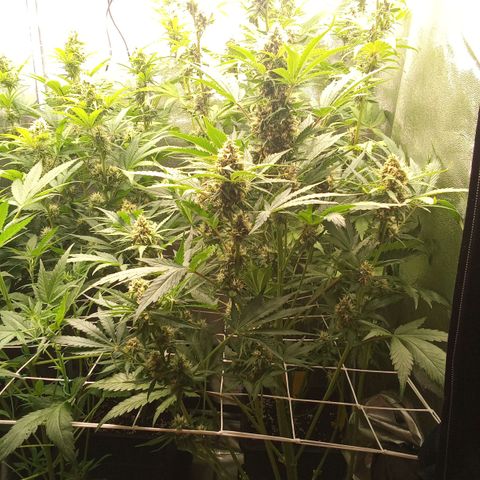 Banana purple punch vorne rechts  growlog timeline photo