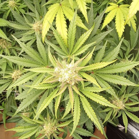 Banana purple punch vorne rechts  growlog timeline photo