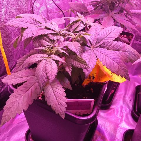 Special Queen #1 growlog timeline photo