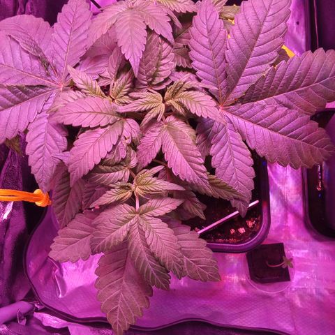 Special Queen #1 growlog timeline photo