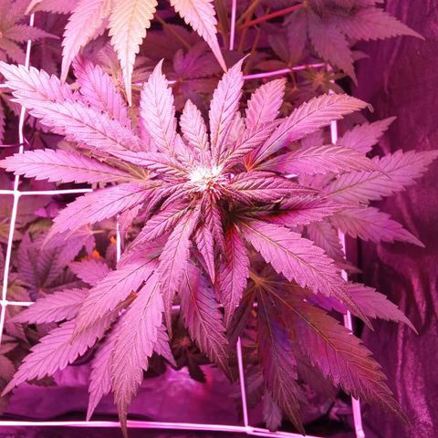 ???? growlog timeline photo
