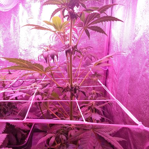 ???? growlog timeline photo