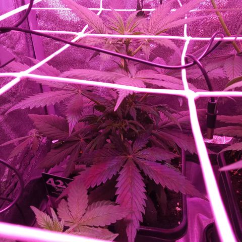 Gorilla Punch Automatik  growlog timeline photo